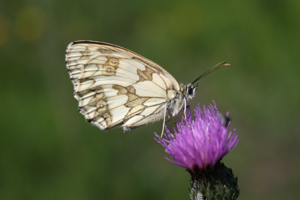 Demi-deuil (Melanargia galathea) &copy; Nicolas Macaire / LPO
